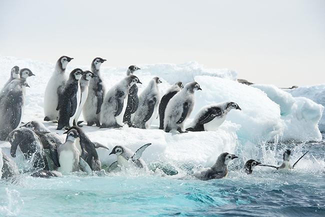 Antarctica, une expo rafraîchissante