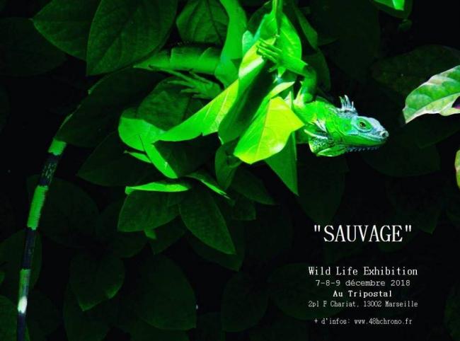 Expo "sauvage" au Tripostal