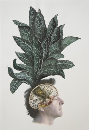 L'HERBIER DE LAURENT MILLET