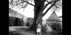 MEMORY OF TREES, KATHRYN COOK