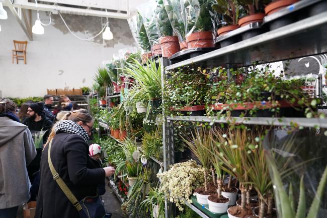 Grande vente de plantes à 2, 5 et 10€ à Marseille !