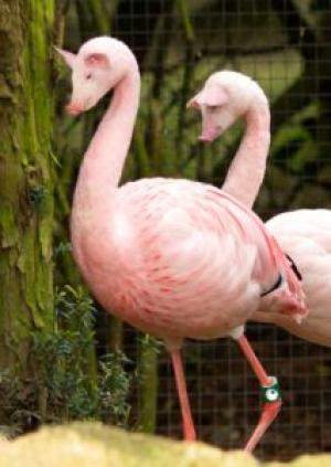 « LES ANIMAUX EN VOIE D’APPARITION »