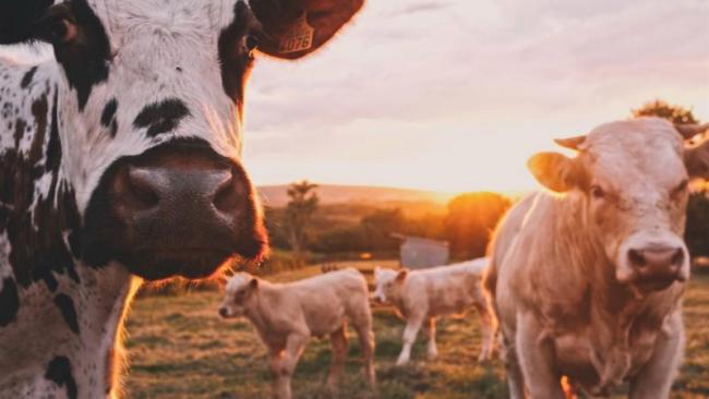 Que se passerait-il si tout le monde devenait végétarien ?